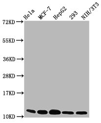 HIST1H4I Antibody - Western Blot Positive WB detected in: Hela whole cell lysate, MCF-7 whole cell lysate, HepG2 whole cell lysate, 293 whole cell lysate, NIH/3T3 whole cell lysate All lanes: HIST1H4A antibody at 0.16µg/ml Secondary Goat polyclonal to rabbit IgG at 1/50000 dilution Predicted band size: 12 kDa Observed band size: 12 kDa