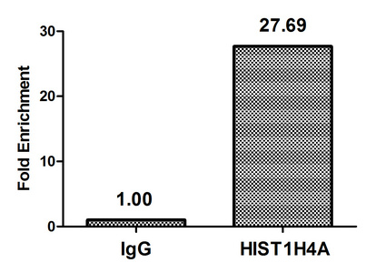 HIST1H4I Antibody - Chromatin Immunoprecipitation Hela (4*10E6) were treated with Micrococcal Nuclease, sonicated, and immunoprecipitated with 5µg anti-HIST1H4A (HIST1H4A (Ab-35) Antibody) or a control normal rabbit IgG. The resulting ChIP DNA was quantified using real-time PCR with primers against the ß-Globin promoter.