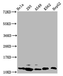 HIST1H4I Antibody - Western Blot Positive WB detected in: Hela whole cell lysate, 293 whole cell lysate, A549 whole cell lysate, K562 whole cell lysate, HepG2 whole cell lysate All lanes: HIST1H4A antibody at 0.65µg/ml Secondary Goat polyclonal to rabbit IgG at 1/50000 dilution Predicted band size: 12 kDa Observed band size: 12 kDa
