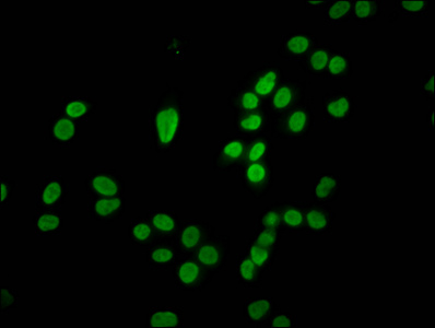 HIST1H4I Antibody - Immunofluorescence staining of Hela cells diluted at 4°C.The Secondary antibody was Alexa Fluor 488-congugated AffiniPure Goat Anti-Rabbit IgG (H+L).