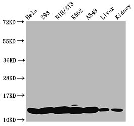 HIST1H4I Antibody - Western Blot Positive WB detected in: Hela whole cell lysate, 293 whole cell lysate, NIH/3T3 whole cell lysate, K562 whole cell lysate, A549 whole cell lysate, Rat liver tissue, Mouse kidney tissue All lanes: HIST1H4A antibody at 0.4µg/ml Secondary Goat polyclonal to rabbit IgG at 1/50000 dilution Predicted band size: 12 kDa Observed band size: 12 kDa