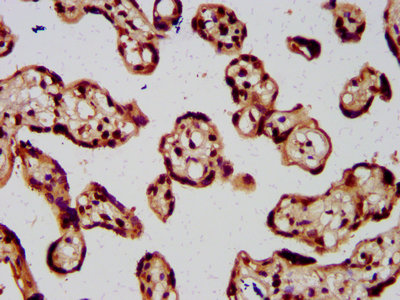 HIST1H4I Antibody - Immunohistochemistry Dilution at 1:5 and staining in paraffin-embedded human placenta tissue performed on a Leica BondTM system. After dewaxing and hydration, antigen retrieval was mediated by high pressure in a citrate buffer (pH 6.0). Section was blocked with 10% normal Goat serum 30min at RT. Then primary antibody (1% BSA) was incubated at 4°C overnight. The primary is detected by a biotinylated Secondary antibody and visualized using an HRP conjugated SP system.
