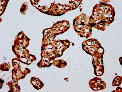 HIST1H4I Antibody - Immunohistochemistry Dilution at 1:20 and staining in paraffin-embedded human placenta tissue performed on a Leica BondTM system. After dewaxing and hydration, antigen retrieval was mediated by high pressure in a citrate buffer (pH 6.0). Section was blocked with 10% normal Goat serum 30min at RT. Then primary antibody (1% BSA) was incubated at 4°C overnight. The primary is detected by a biotinylated Secondary antibody and visualized using an HRP conjugated SP system.