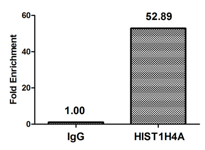 HIST1H4I Antibody - Chromatin Immunoprecipitation Hela (4*10E6) were treated with Micrococcal Nuclease, sonicated, and immunoprecipitated with 5µg anti-HIST1H4A (HIST1H4A (Ab-59) Antibody) or a control normal rabbit IgG. The resulting ChIP DNA was quantified using real-time PCR with primers against the ß-Globin promoter.