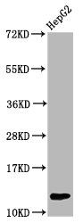 HIST1H4I Antibody - Western Blot Positive WB detected in: HepG2 whole cell lysate All lanes: HIST1H4A antibody at 1.4µg/ml Secondary Goat polyclonal to rabbit IgG at 1/50000 dilution Predicted band size: 12 kDa Observed band size: 12 kDa