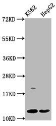 HIST1H4I Antibody - Western Blot Positive WB detected in: K562 whole cell lysate, HepG2 whole cell lysate All lanes: HIST1H4A antibody at 3.3µg/ml Secondary Goat polyclonal to rabbit IgG at 1/50000 dilution Predicted band size: 12 kDa Observed band size: 12 kDa