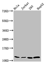 HIST1H4I Antibody - Western Blot Positive WB detected in: Hela whole cell lysate, Jurkat whole cell lysate, 293 whole cell lysate, HepG2 whole cell lysate All Lanes: HIST1H4A antibody at 0.31µg/ml Secondary Goat polyclonal to rabbit IgG at 1/50000 dilution Predicted band size: 12 KDa Observed band size: 12 KDa