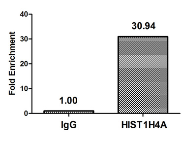 HIST1H4I Antibody - Chromatin Immunoprecipitation Hela (4*10E6) were treated with Micrococcal Nuclease, sonicated, and immunoprecipitated with 5µg anti-HIST1H4A (HIST1H4A (Ab-8) Antibody) or a control normal rabbit IgG. The resulting ChIP DNA was quantified using real-time PCR with primers against the ß-Globin promoter.