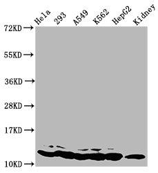 HIST1H4I Antibody - Western Blot Positive WB detected in: Hela whole cell lysate, 293 whole cell lysate, A549 whole cell lysate, K562 whole cell lysate, HepG2 whole cell lysate, Mouse kidney tissue All lanes: HIST1H4A antibody at 0.5µg/ml Secondary Goat polyclonal to rabbit IgG at 1/50000 dilution Predicted band size: 12 kDa Observed band size: 12 kDa