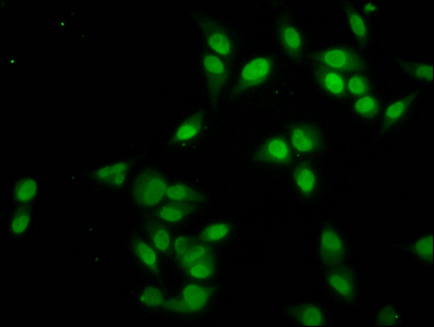 HIST1H4I Antibody - Immunofluorescence staining of Hela cells diluted at 1:2.5, counter-stained with DAPI. The cells were fixed in 4% formaldehyde, permeabilized using 0.2% Triton X-100 and blocked in 10% normal Goat Serum. The cells were then incubated with the antibody overnight at 4°C.The Secondary antibody was Alexa Fluor 488-congugated AffiniPure Goat Anti-Rabbit IgG (H+L).