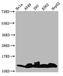 HIST1H4I Antibody - Western Blot Positive WB detected in: Hela whole cell lysate, A549 whole cell lysate, 293 whole cell lysate, K562 whole cell lysate, HepG2 whole cell lysate(treated with 10mM sodium propionate for 4h) All Lanes: HIST1H4A antibody at 1.8µg/ml Secondary Goat polyclonal to rabbit IgG at 1/50000 dilution Predicted band size: 12 KDa Observed band size: 12 KDa
