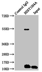 HIST1H4I Antibody - Immunoprecipitating HIST1H4A in Hela whole cell lysate Lane 1: Rabbit control IgG instead of Propionyl-HIST1H4A (K8) Antibody in Hela whole cell lysate.For western blotting, a HRP-conjugated Protein G antibody was used as the secondary antibody (1/2000) Lane 2: Propionyl-HIST1H4A (K8) Antibody (5µg) + Hela whole cell lysate (500µg) Lane 3: Hela whole cell lysate (20µg)