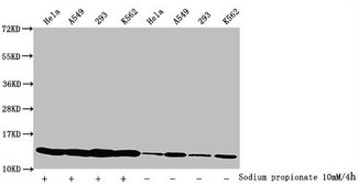 HIST1H4I Antibody - Western Blot Detected samples: Hela whole cell lysate, A549 whole cell lysate, 293 whole cell lysate, K562 whole cell lysate; Untreated (-) or treated (+) with 10mM Sodium propionate for 4h All lanes: HIST1H4A antibody at 1:2000 Secondary Goat polyclonal to rabbit IgG at 1/40000 dilution Predicted band size: 12 kDa Observed band size: 12 kDa