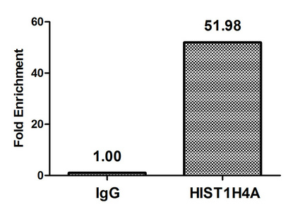 HIST1H4I Antibody - Chromatin Immunoprecipitation Hela (4*10E6, treated with 10mM sodium propionate for 4h) were treated with Micrococcal Nuclease, sonicated, and immunoprecipitated with 5µg anti-HIST1H4A (Propionyl-HIST1H4A (K8) Antibody) or a control normal rabbit IgG. The resulting ChIP DNA was quantified using real-time PCR with primers against the ß-Globin promoter.