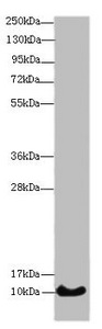 HIST1H4I Antibody - Western blot All Lanes: HIST1H4A antibody at 14 ug/ml+ Mouse thymus tissue Secondary Goat polyclonal to rabbit IgG at 1/10000 dilution Predicted band size: 11 kDa Observed band size: 11 kDa