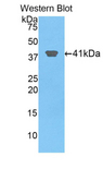 HIST2H2AA3 Antibody - Western blot of recombinant HIST2H2AA3.  This image was taken for the unconjugated form of this product. Other forms have not been tested.