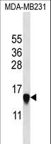 HIST2H2AA3 Antibody - HIST2H2AA3 Antibody western blot of MDA-MB231 cell line lysates (35 ug/lane). The HIST2H2AA3 antibody detected the HIST2H2AA3 protein (arrow).