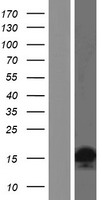 HIST2H2AA4 Protein - Western validation with an anti-DDK antibody * L: Control HEK293 lysate R: Over-expression lysate