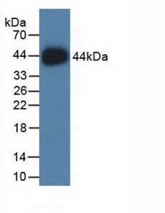 HIST2H2AC Antibody - Western Blot; Sample: Recombinant HIST2H2AC, Human.