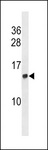 HIST2H2AC Antibody - HIST2H2AC Antibody western blot of 293 cell line lysates (35 ug/lane). The HIST2H2AC antibody detected the HIST2H2AC protein (arrow).