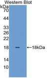 HIST2H2BE Antibody - Western blot of recombinant HIST2H2BE.