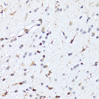 HIST2H2BE Antibody - Immunohistochemistry of paraffin-embedded rat brain tissue.
