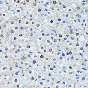 HIST2H2BE Antibody - Immunohistochemistry of paraffin-embedded mouse liver tissue.