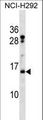 HIST2H2BF Antibody - HIST2H2BF Antibody western blot of NCI-H292 cell line lysates (35 ug/lane). The HIST2H2BF antibody detected the HIST2H2BF protein (arrow).