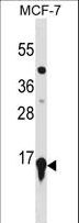 HIST2H3A Antibody - HIST2H3A Antibody western blot of MCF-7 cell line lysates (35 ug/lane). The HIST2H3A antibody detected the HIST2H3A protein (arrow).