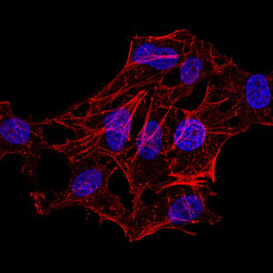 HIST2H4A Antibody - Immunofluorescence analysis of HeLa cells . Blue: DRAQ5 fluorescent DNA dye. Red: Actin filaments have been labeled with Alexa Fluor- 555 phalloidin.