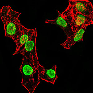 HIST2H4A Antibody - Immunofluorescence analysis of HeLa cells using HIST2H4A(20Me) mouse mAb (green). Blue: DRAQ5 fluorescent DNA dye. Red: Actin filaments have been labeled with Alexa Fluor- 555 phalloidin. Secondary antibody from Fisher