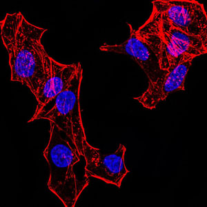 HIST2H4A Antibody - Immunofluorescence analysis of HeLa cells. Blue: DRAQ5 fluorescent DNA dye. Red: Actin filaments have been labeled with Alexa Fluor- 555 phalloidin.