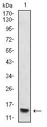 HIST2H4A Antibody - Western blot analysis using HIST2H4A(20Me) mouse mAb against THP-1 (1) cell lysate.