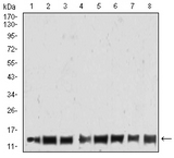 HIST2H4A Antibody - Western blot analysis using HIST2H4A(20Me3) mouse mAb against THP-1 (1), Jurkat (2), K562 (3), NIT/3T3 (4), PC-12 (5), Hela (6), MCF-7 (7), and A431 (8) cell lysate.