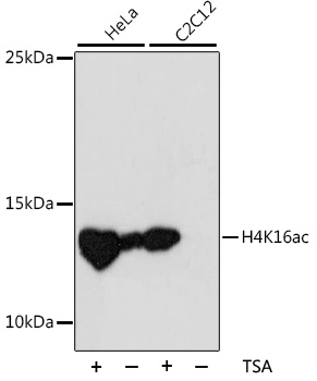 HIST2H4A Antibody - Western blot analysis of extracts of various cell lines, using Acetyl-Histone H4-K16 antibody at 1:1000 dilution. The secondary antibody used was an HRP Goat Anti-Rabbit IgG (H+L) at 1:10000 dilution. Lysates were loaded 25ug per lane and 3% nonfat dry milk in TBST was used for blocking. An ECL Kit was used for detection and the exposure time was 90s.