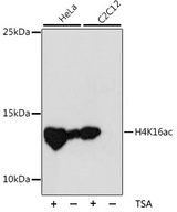 HIST2H4A Antibody - Western blot analysis of extracts of various cell lines, using Acetyl-Histone H4-K16 antibody at 1:1000 dilution. The secondary antibody used was an HRP Goat Anti-Rabbit IgG (H+L) at 1:10000 dilution. Lysates were loaded 25ug per lane and 3% nonfat dry milk in TBST was used for blocking. An ECL Kit was used for detection and the exposure time was 90s.