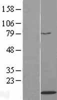 HIST2H4A Protein - Western validation with an anti-DDK antibody * L: Control HEK293 lysate R: Over-expression lysate