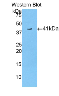 HIST3H2A Antibody - Western blot of recombinant HIST3H2A.  This image was taken for the unconjugated form of this product. Other forms have not been tested.