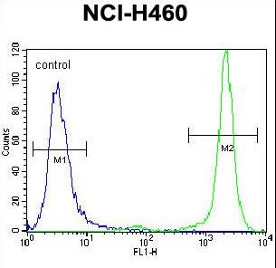 HIST3H3 Antibody - HIST3H3 Antibody flow cytometry of NCI-H460 cells (right histogram) compared to a negative control cell (left histogram). FITC-conjugated goat-anti-rabbit secondary antibodies were used for the analysis.