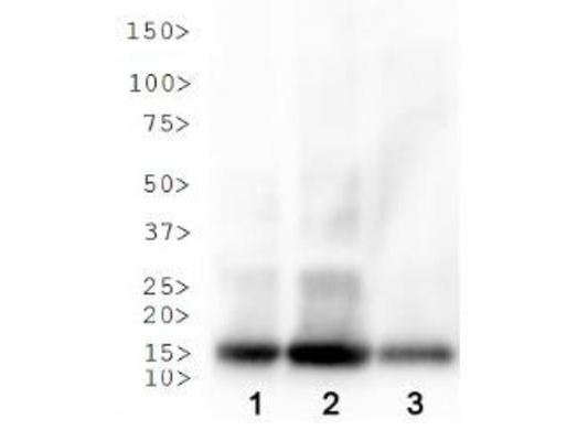 HIST3H3 Antibody - Western Blot of rabbit Anti-Histone H3 [ac Lys18] Antibody. Lane 1: HeLa histone prep. Lane 2: NIH-3T3 histone prep. Lane 3: C. elegans embryo lysate. Load: 30 µg per lane. Primary antibody: Histone H3 [ac Lys18] at 1:500 for overnight at 4°C. Secondary antibody: rabbit secondary antibody at 1:10,000 for 45 min at RT. Block: 5% BLOTTO overnight at 4°C. Predicted/Observed size: ~15 kDa. Other band(s): None.