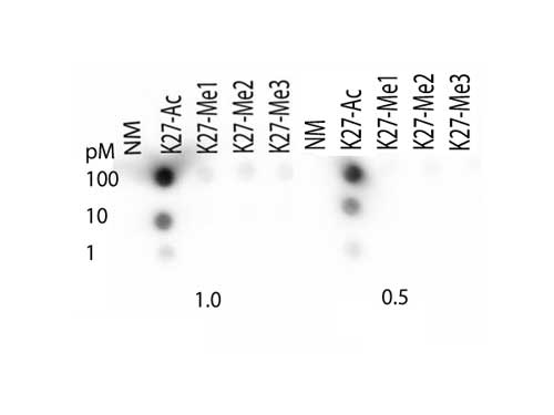 HIST3H3 Antibody - Dot Blot of rabbit Histone H3 [ac Lys27] Antibody. Lane 1: K27 unmodified. Lane 2: K27-Ac. Lane 3: K27-Me1. Lane 4: K27-Me2. Lane 5: K27-Me3. Load: 1, 10, and 100 picomoles of peptide. Primary antibody: Histone H3 [ac Lys27] antibody at 1:1000 for 45 min at 4°C. Secondary antibody: RABBIT IgG (H&L) Secondary Antibody Peroxidase Conjugated Pre-adsorbed at 1:40,000 for 30 min at RT. Block: 5% BLOTTO 30 minutes at RT.
