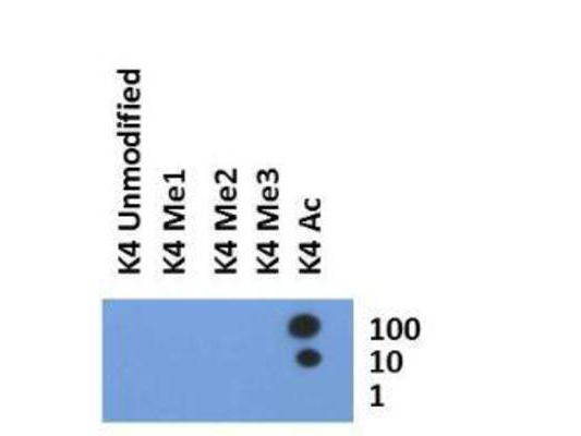 HIST3H3 Antibody - Dot Blot of rabbit Histone H3 [ac Lys4] Antibody. Lane 1: K4 umodified. Lane 2: K4 Me1. Lane 3: K4 Me2. Lane 4: K4 Me3. Lane 5: K4 Ac. Load: 1, 10, and 100 picomoles of peptide. Primary antibody: Histone H3 [ac Lys4] antibody at 1:1000 for 45 min at 4°C. Secondary antibody: DyLight 488 rabbit secondary antibody at 1:10,000 for 45 min at RT. Block: 5% BLOTTO overnight at 4°C.