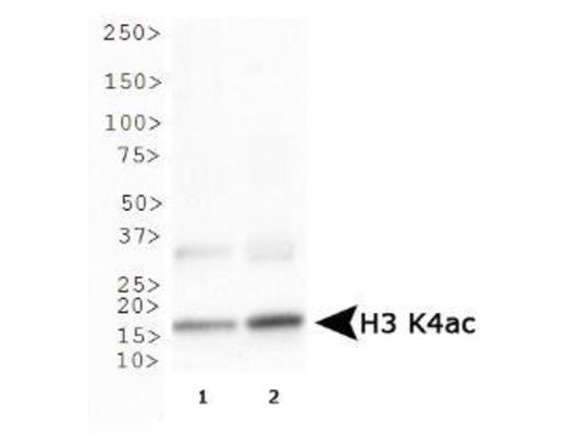 HIST3H3 Antibody - Western Blot of rabbit Anti-Histone H3 [ac Lys4] Antibody. Lane 1: HeLa histone prep. Lane 2: NIH-3T3 prep lysates. Load: 30 µg per lane. Primary antibody: Histone H3 [ac Lys4] at 1:500 for overnight at 4°C. Secondary antibody: rabbit secondary antibody at 1:10,000 for 45 min at RT. Block: 5% BLOTTO overnight at 4°C. Predicted/Observed size: ~15 kDa. Other band(s): None.