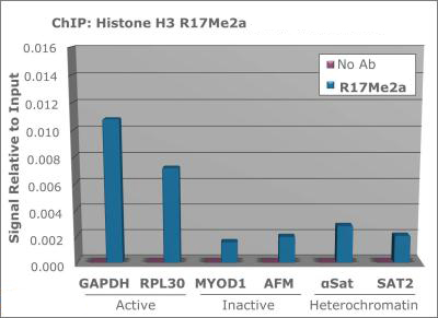 HIST3H3 Antibody - Chromatin Immunoprecipitation of rabbit Anti Histone H3 [Asym-dimethyl Arg17] Antibody. Chromatin from one million formaldehyde cross-linked Hela cells was used with 2 ug of Anti-Histone H3R17me2a was used to IP DNA from fixed Hela cells alongside a no antibody control. DNA was measured by qRT-PCR and normalized to total input (input=1).