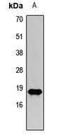 HIST3H3 Antibody