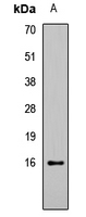 HIST3H3 Antibody