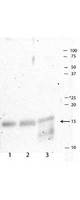 HIST3H3 Antibody - Western Blot of Histone H3 pT3/R2Me2s (RABBIT) Antibody. Western Blot analysis against untreated cell extracts, 5 minute exposure. Lane 1: HeLa cell lysates. Lane 2: NIH/3T3 cell lysates. Lane 3: Cos 7 cell lysates. Load: 35 µg per lane. Primary antibody: Histone H3 pT3/R2Me2s antibody at 1µg/mL for overnight at 4°C. Secondary antibody: rabbit secondary antibody at 1:10,000 for 45 min at RT. Block: 5% BLOTTO overnight at 4°C. Predicted/Observed size: 15 kDa for Histone H3 [pT3/R2Me2s]. Other band(s): non-specific.