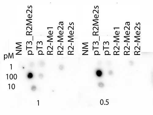 HIST3H3 Antibody - Dot Blot of rabbit Histone H3 pT3/R2Me2s Antibody. Lane 1: Unmodified. Lane 2: pT3/R2Me2s. Lane 3: pT3. Lane 4: R2Me1. Lane 5: R2Me2a. Lane 6: R2Me2s. Load: 1, 10, and 100 picomoles of peptide. Primary antibody: Histone H3 pT3/R2Me2s antibody at 1:1000 for 45 min at 4°C. Secondary antibody: RABBIT IgG (H&L) Secondary Antibody Peroxidase Conjugated Pre-adsorbed at 1:40,000 for 30 min at RT. Block: 5% BLOTTO 30 minutes at RT.