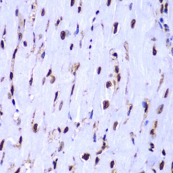HIST3H3 Antibody - Immunohistochemistry of paraffin-embedded mouse heart using HIST3H3 antibody at dilution of 1:100 (40x lens).