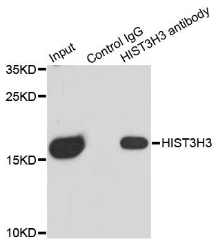 HIST3H3 Antibody - Immunoprecipitation analysis of 150ug extracts of MCF7 cells using 3ug HIST3H3 antibody. Western blot was performed from the immunoprecipitate using HIST3H3 antibody at a dilition of 1:500.